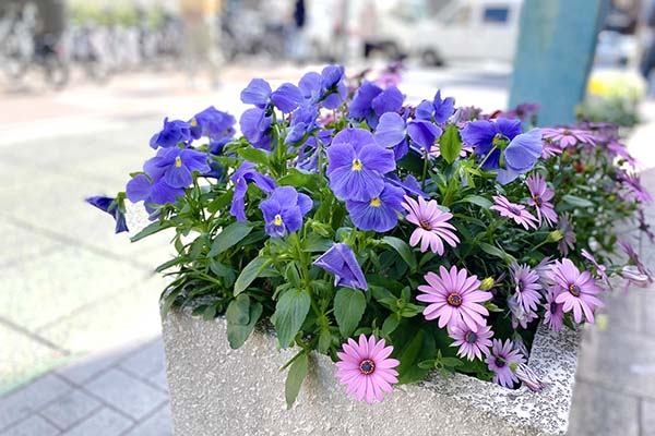 花壇に咲く花