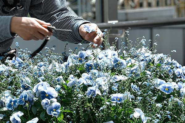 花壇の手入れ